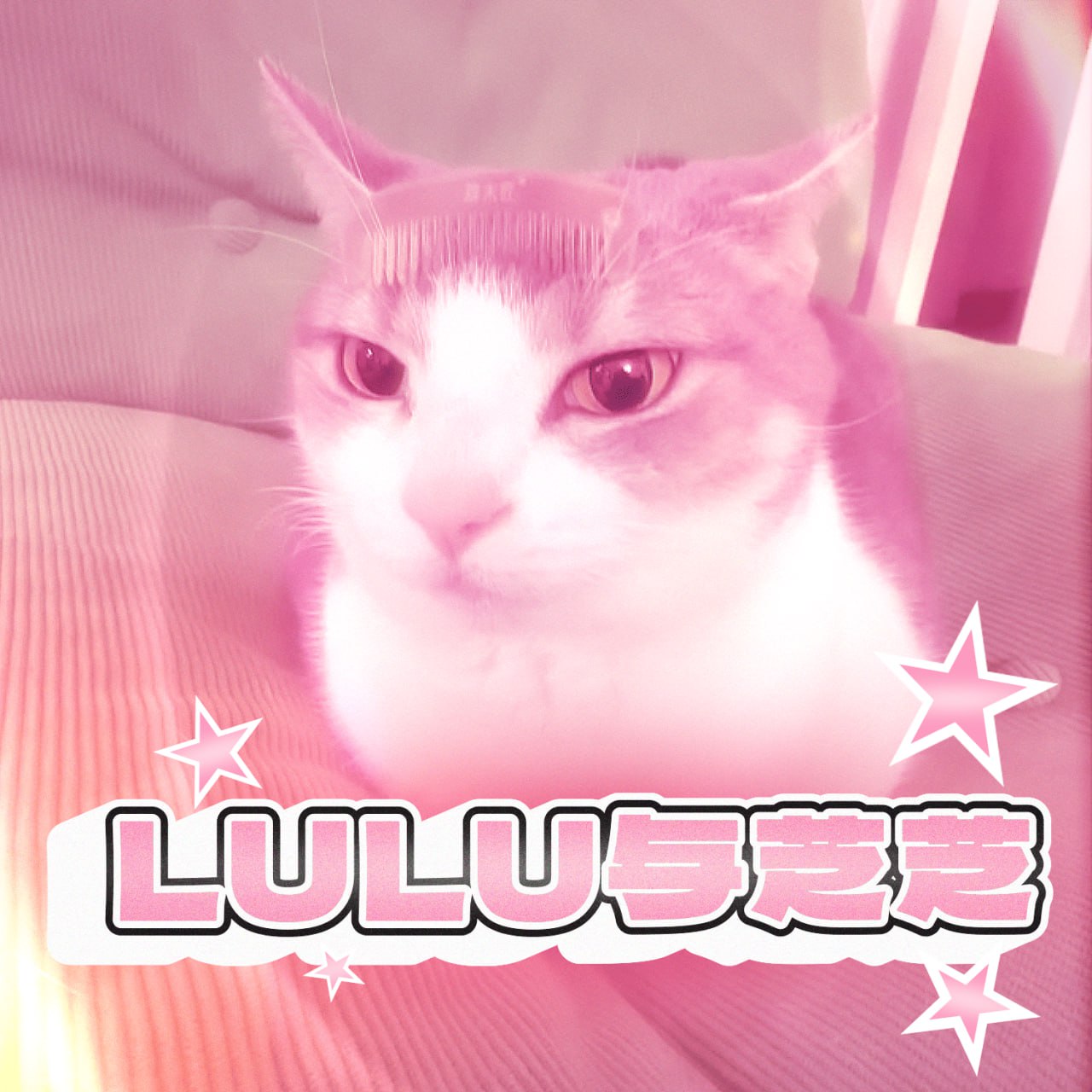 LULU Cat